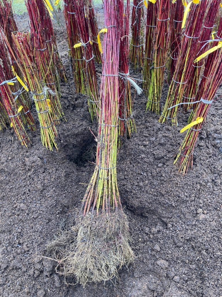 Cornus sericea ssp. sericea - Sevenoaks Native Nursery