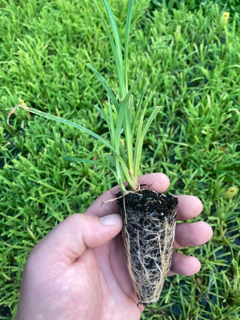 Carex mertensii - Sevenoaks Native Nursery