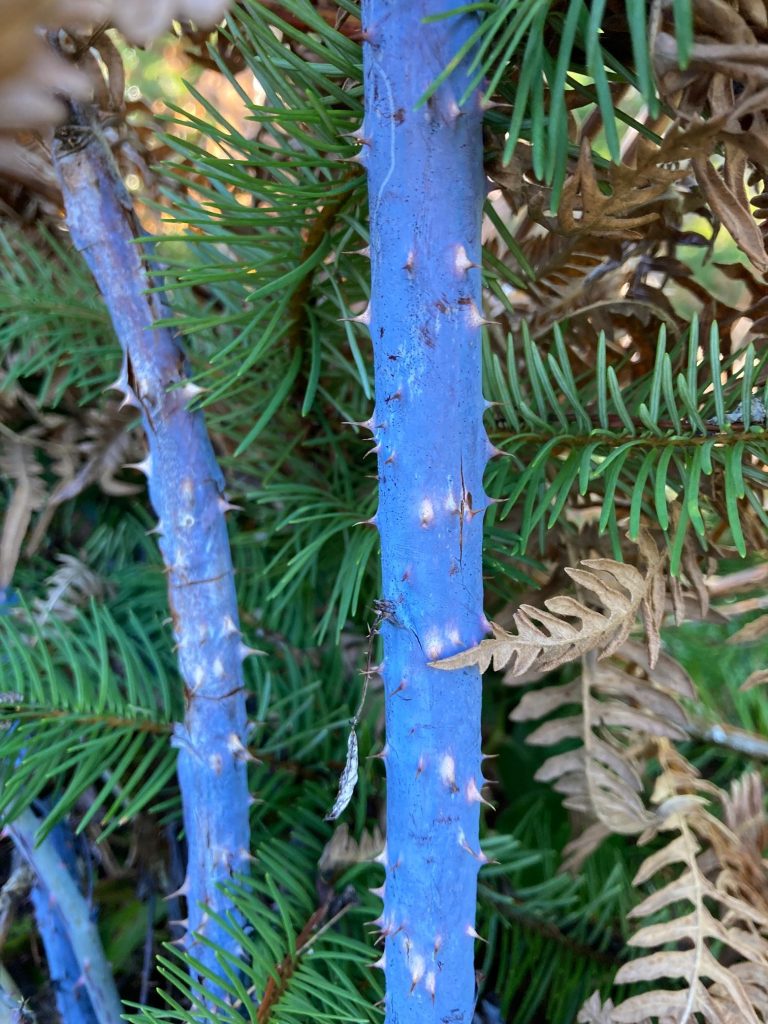 Rubus leucodermis - Sevenoaks Native Nursery