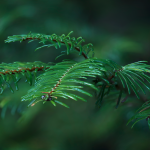 Home - Sevenoaks Native Nursery