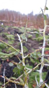 Ceanothus cordulatus - Sevenoaks Native Nursery