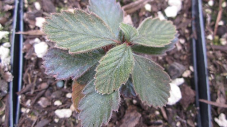 Cercocarpus Montanus - Sevenoaks Native Nursery