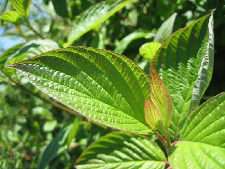 Cornus sericea ssp. occidentalis - Sevenoaks Native Nursery