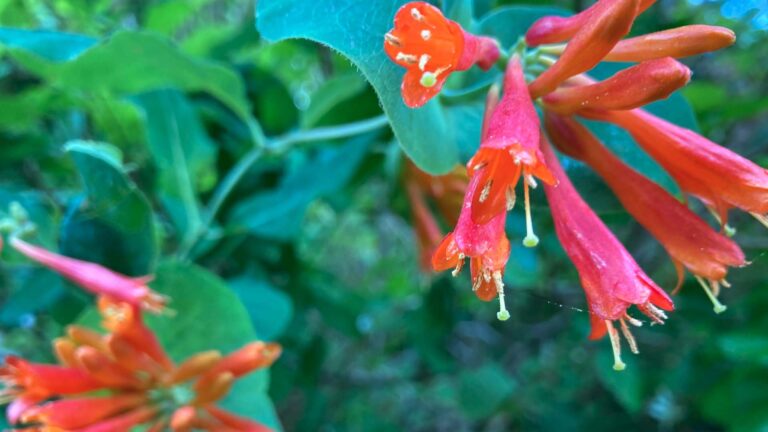 Lonicera ciliosa - Sevenoaks Native Nursery